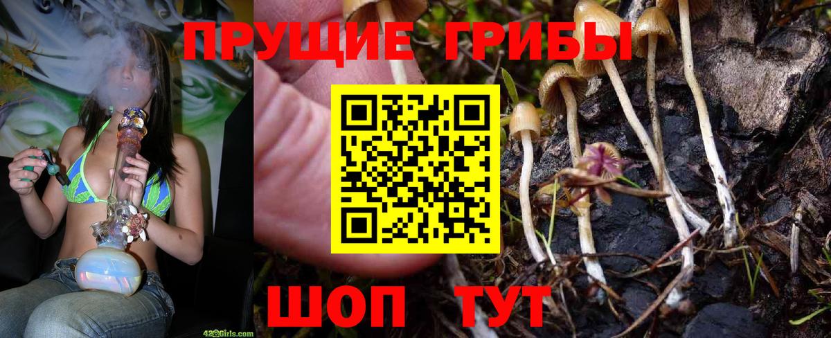 Псилоцибиновые грибы Psilocybe  Галлюциногенные грибы Psilocybine cubensis  Великий Устюг 